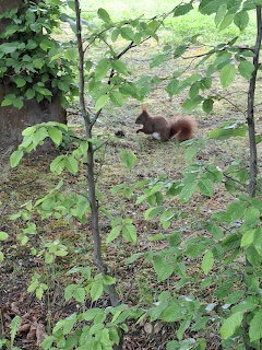 Red Squirrel Forest