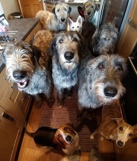 Group of Irish Wolfhounds and other dogs looking up at the camera in a kitchen