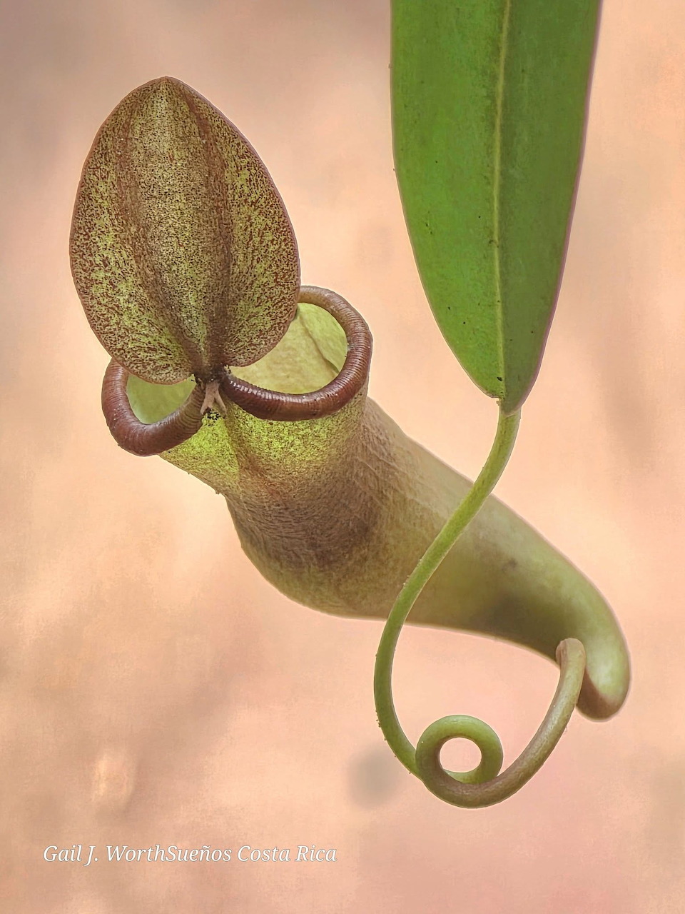 Nepenthes Pitcher Plant