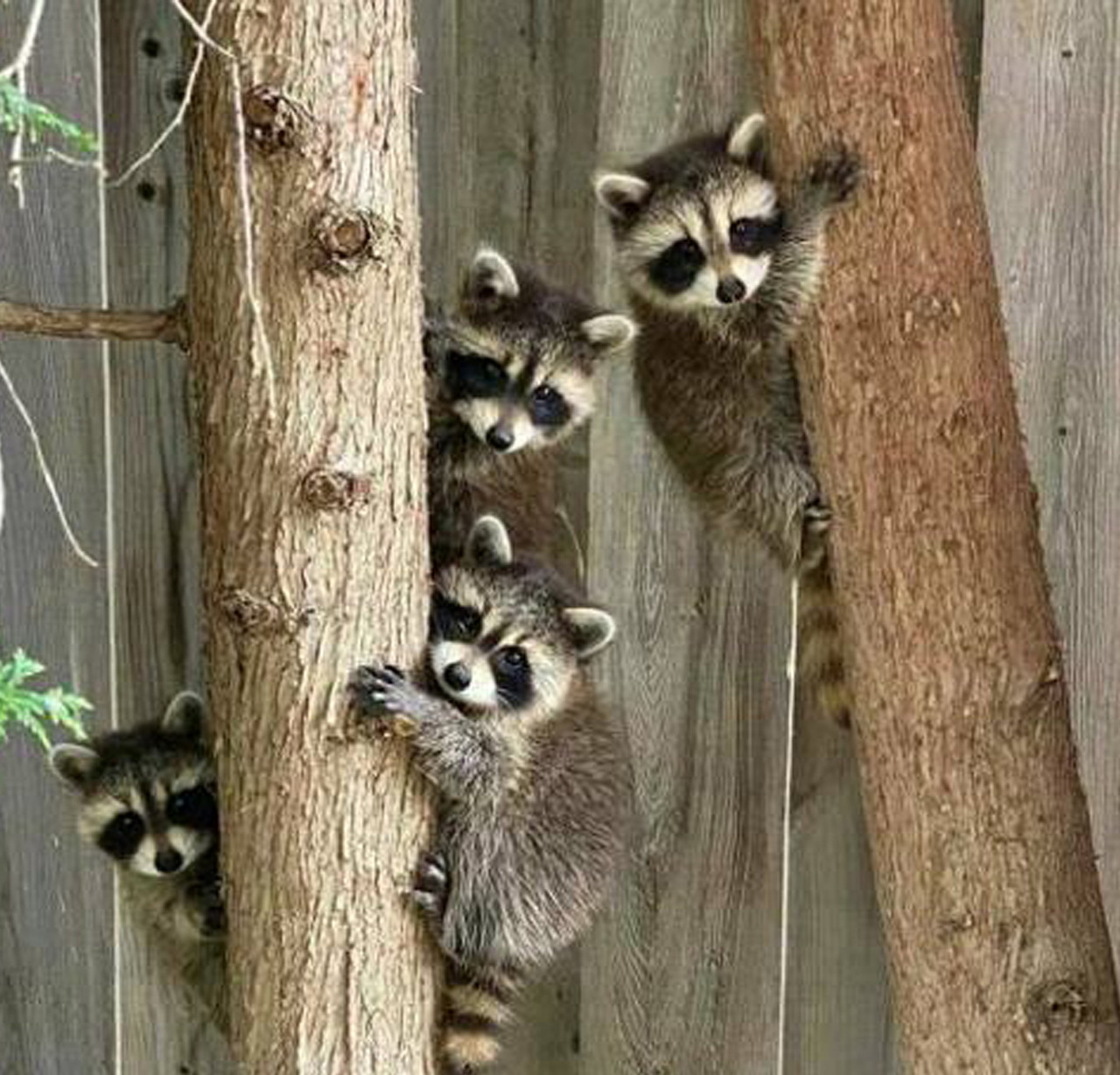 Raccoons on Wooden Fence