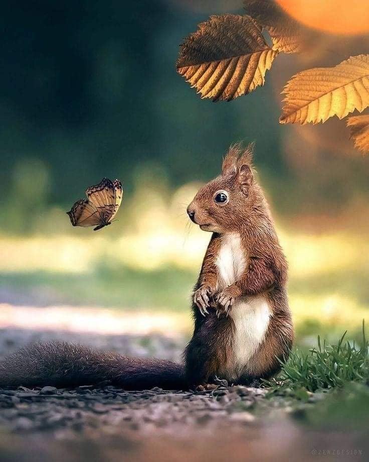 Red squirrel sitting upright looking at a butterfly with golden autumn leaves above