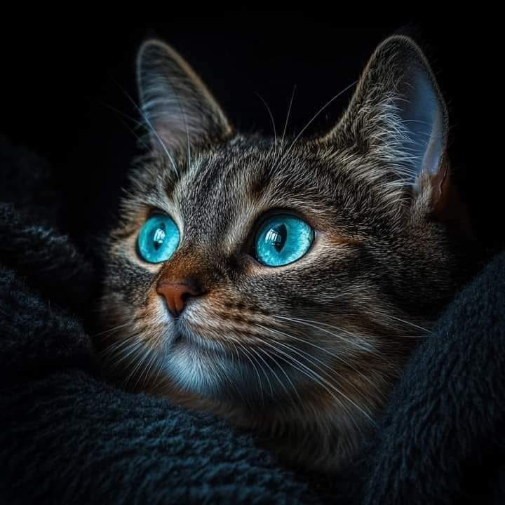 Cat with Blue Eyes