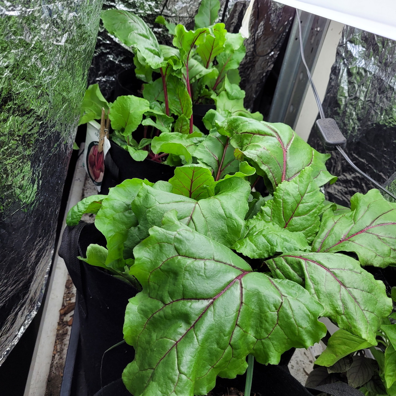 Beet greens