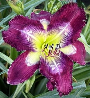 Orange daylily flower in full bloom with green leaves