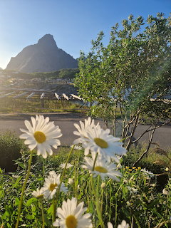 White daisies in foreground with a pointed mountain peak and coastal village in golden light