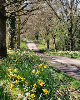 Spring Path with Daffodils