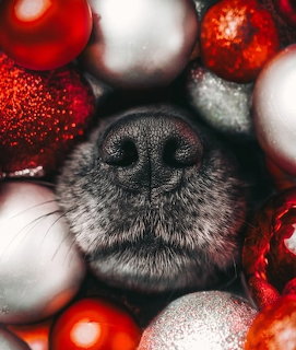 Close-up of a dog's black nose surrounded by red and silver Christmas baubles