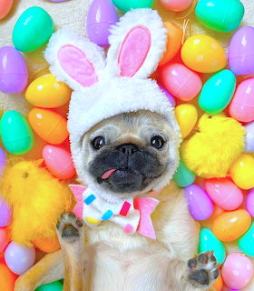 Pug dog wearing white bunny ears surrounded by colorful Easter eggs and yellow toy chicks