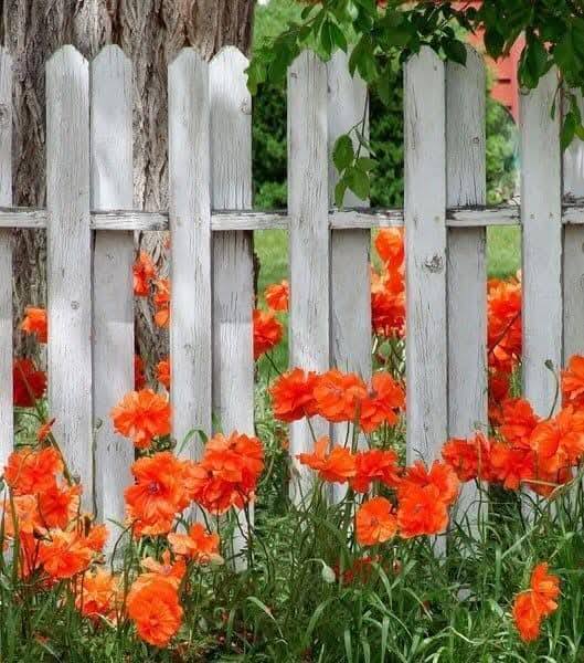 Orange poppies growing along a white picket fence with a wooden structure behind