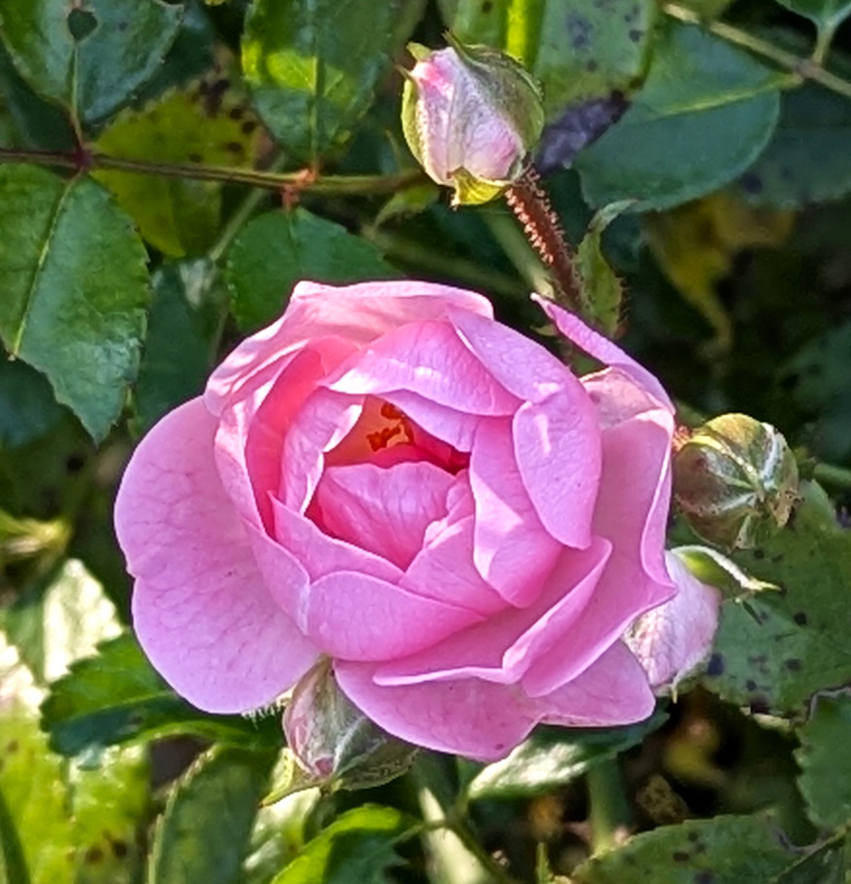 Close-up of a pink rose flower with rosebuds and green leaves