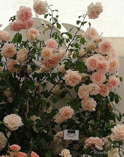 Climbing rose bush with many pale pink double bloms at a flower exhibition