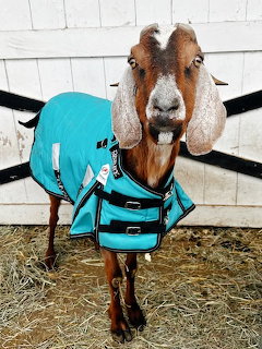 Brown and white goat wearing a teal coat with buckles standing on hay in a barn
