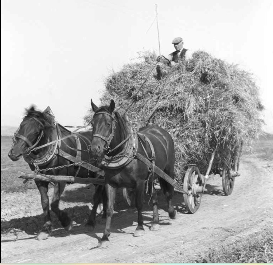 Horse-Drawn Hay Wagon