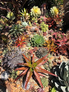Colorful succulent garden with various rosettes, cacti, and rocks in natural sunlight