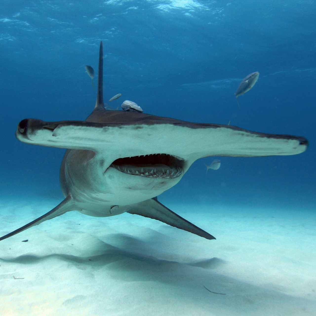 Hammerhead Shark Underwater