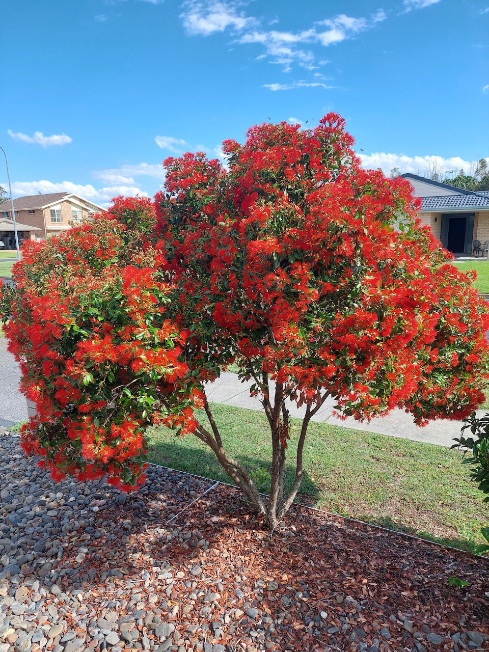 Red flowering bush in full bloom in a suburban garden with mulch, lawn, and houses in the background