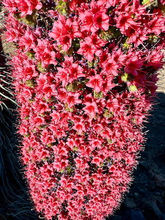 Tall red tajinaste flower with dense clusters of bright red-pink bloms against dark ground