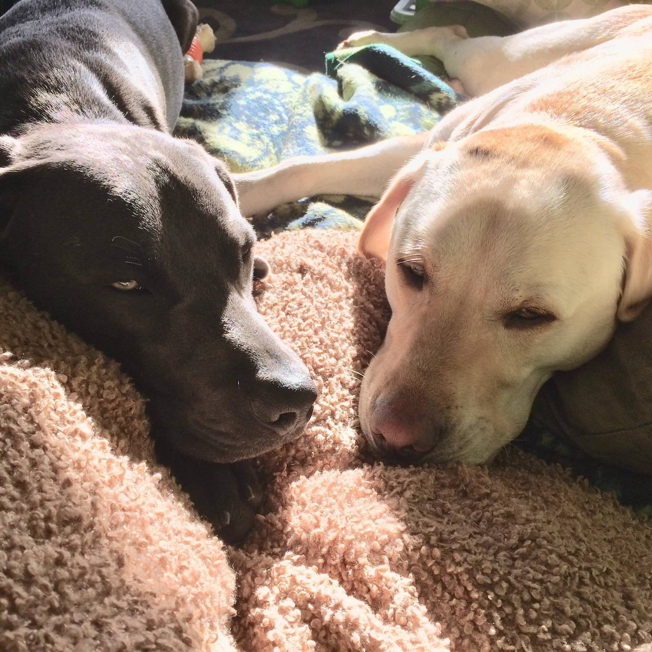 Black and yellow Labrador dogs resting together on a cozy blanket