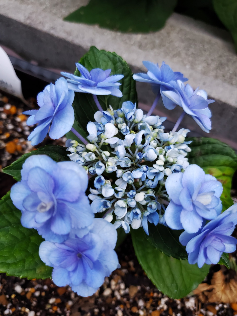 Blue Hydrangea Blooms