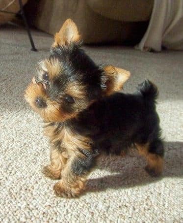 Small Yorkshire Terrier puppy with black and tan coat standing on carpet