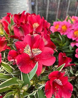 Close-up of bright red Peruvian lily flowers with yellow-streaked centers and green leaves with water droplets