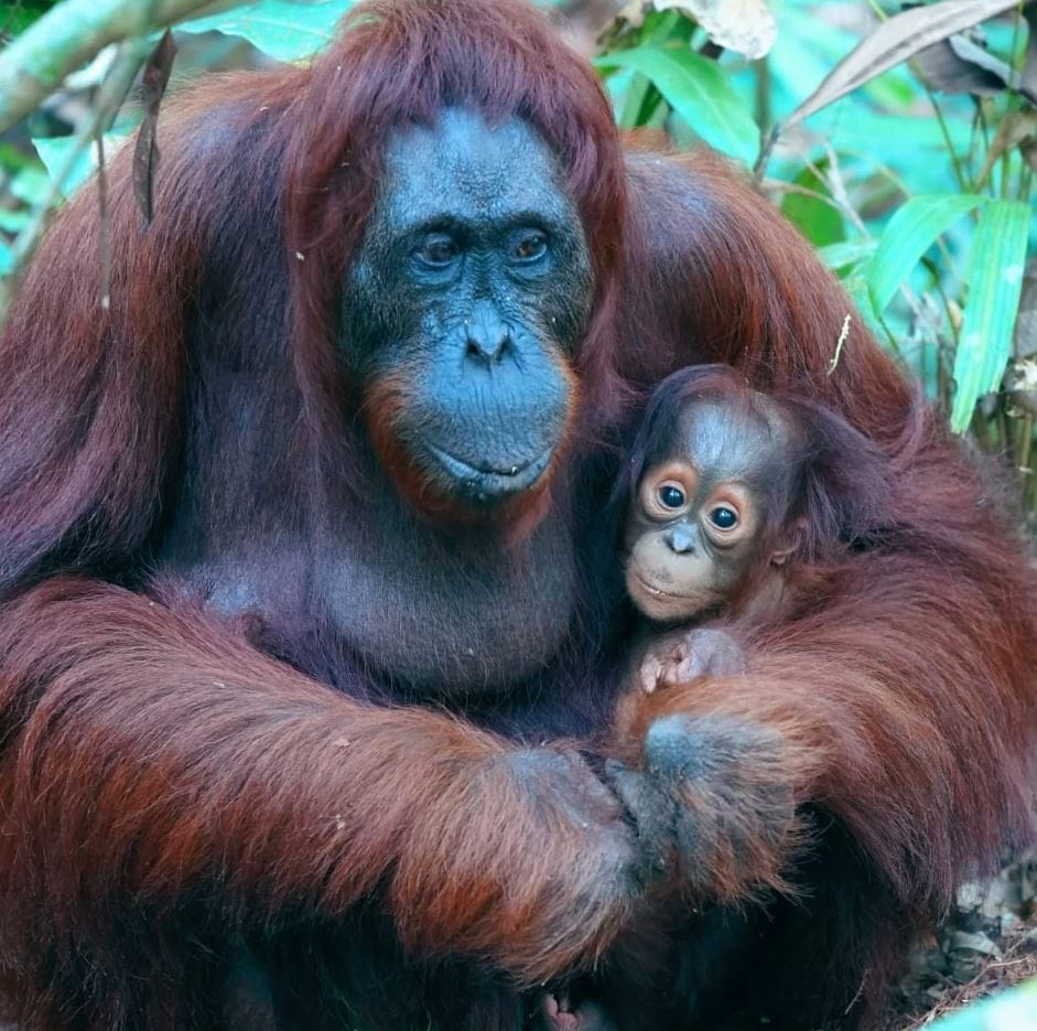 Adult orangutan with blue facial markings holding baby orangutan in protective embrace