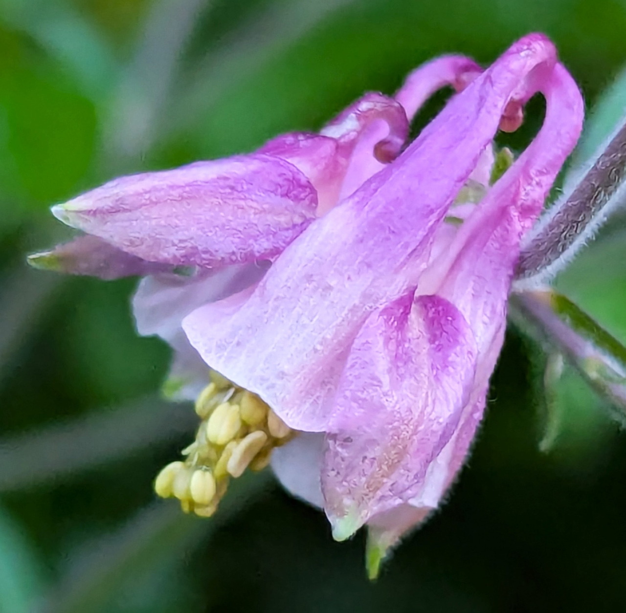 Close-up of a pink columbine flower with rain droplets and yellow stamens against green foliage