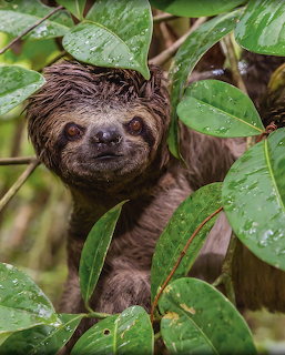 Brown-Throated Sloth