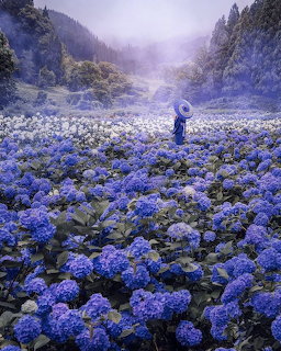 Woman with parasol standing in expansive field of blue hydrangeas with misty mountains