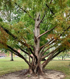 Large dawn redwood tree with multiple trunks and green foliage in a park