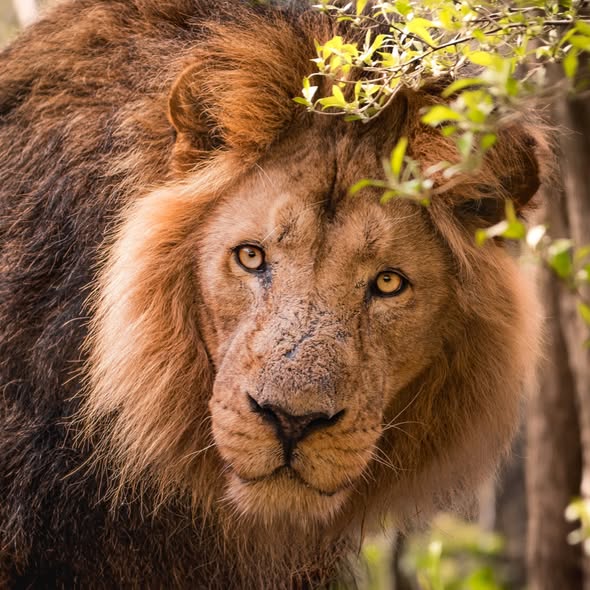 Close-up of an Asiatic lion with dark mane looking at camera, green foliage in background
