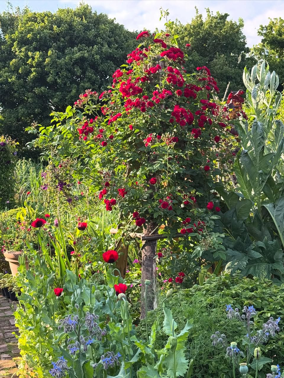 Tall red climbing rose bush in a lush green garden with mixed plantings and a stone path