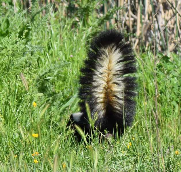 Striped skunk with raised tail standing in tall grass