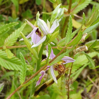 Bee orchid flower with pink and white petals among green leaves