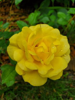 Yellow Rose with Dew Drops