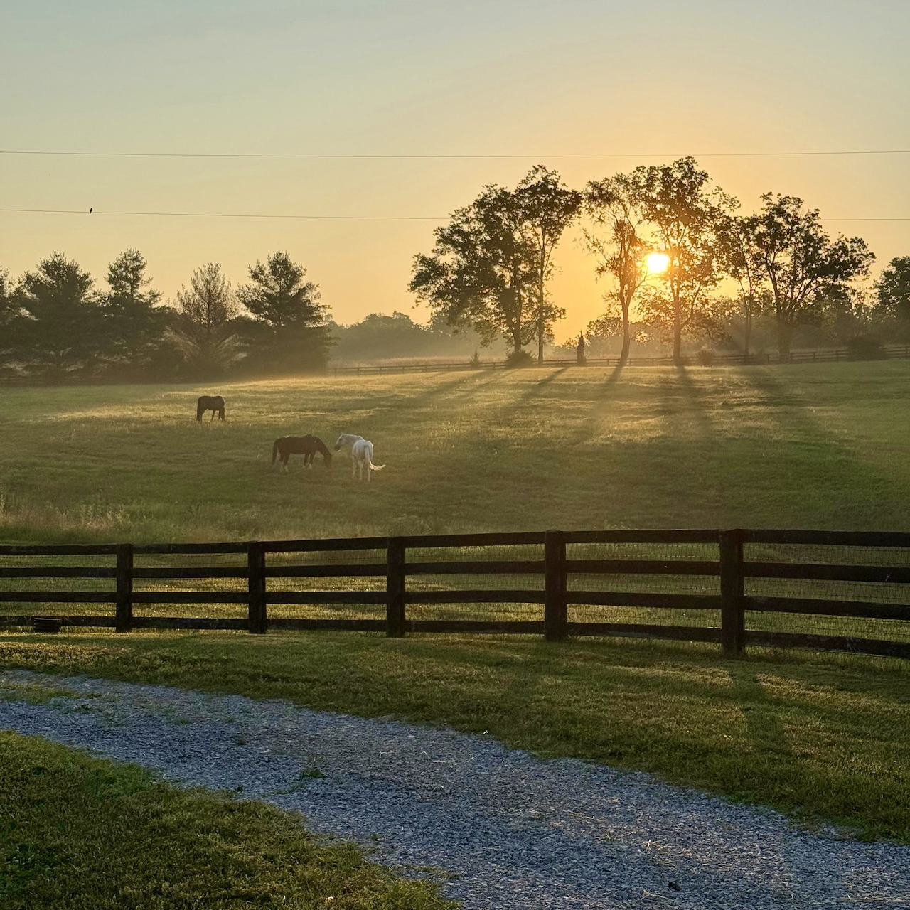 Horses at Sunrise Pasture