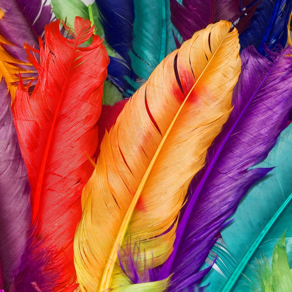 Close-up of vibrant red, orange, purple, and teal feathers arranged together