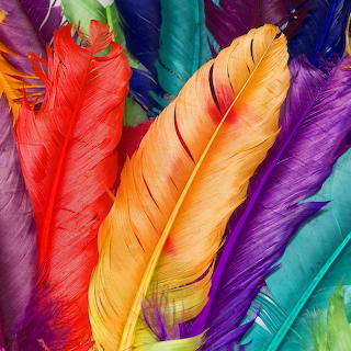 Vibrant Colored Feathers Close-Up