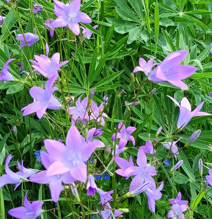 Meadow Bluebells