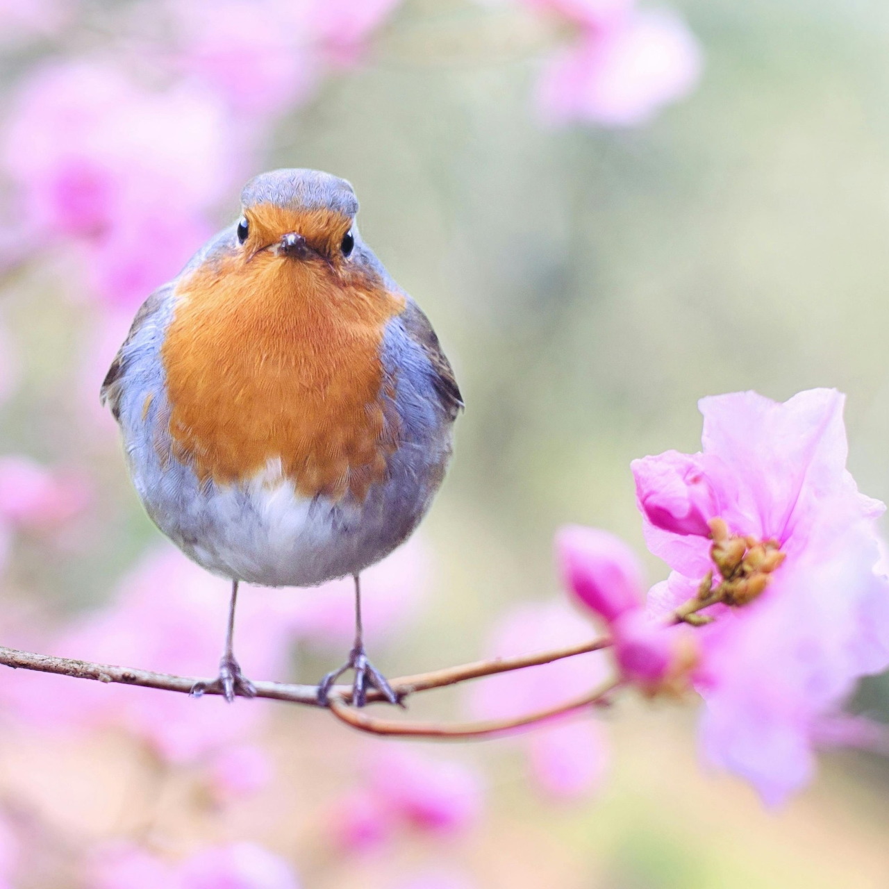 European robin with orange breast perched among pink spring flowers