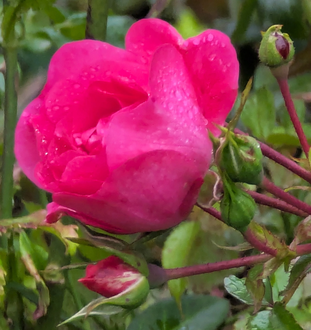 Close-up of a pink rose with water droplets and green rosebuds in a garden