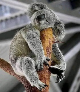 Koala on Branch