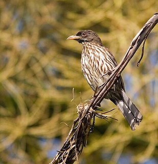 Dulus dominicus Bird