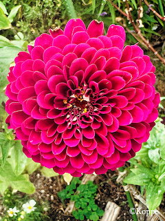 Pink Dahlia Flower