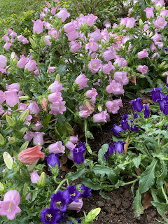 Pink bell flowers and purple blooms growing in garden bed with green leaves