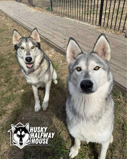 Two Siberian Huskies