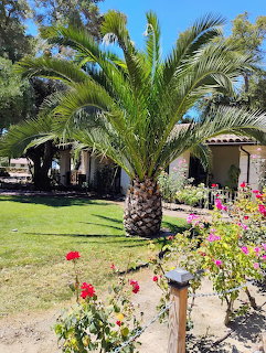 Palm tree and rose bushes in a sunny garden beside a stucco building