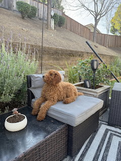 Red goldendoodle dog resting on a cushioned patio chair in a backyard with plants and wooden fence