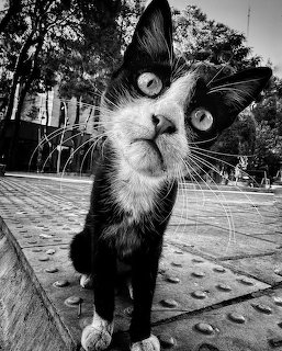 Tuxedo cat with wide eyes looking up at camera outdoors