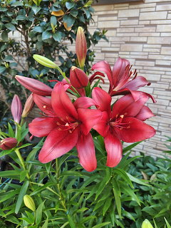 Red Lily Flowers